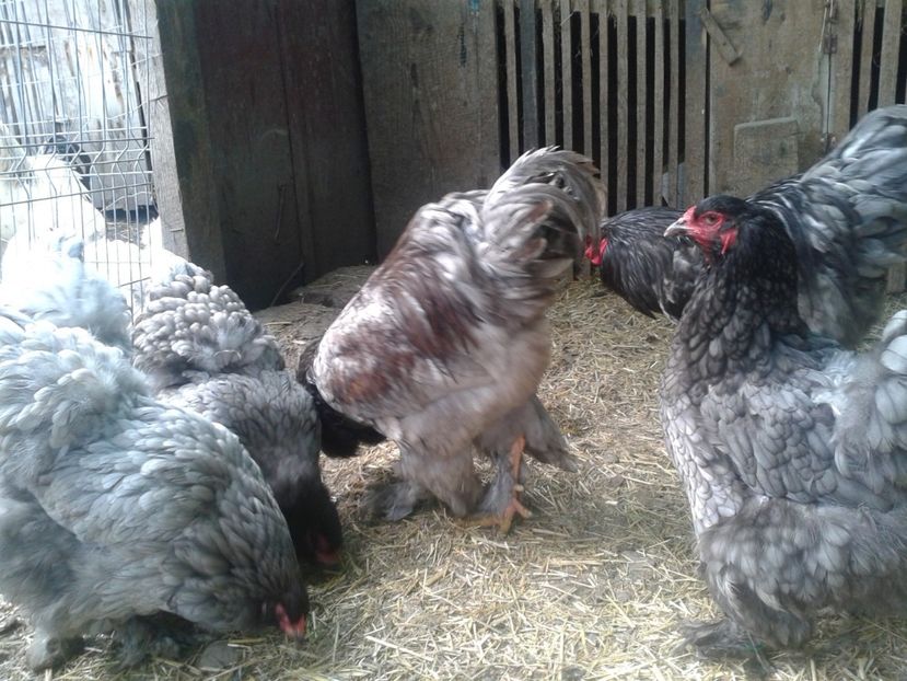 Fénykép0859 - BRAHMA ALBASTRU - KÉK BRAHMA 2021