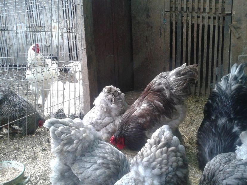 Fénykép0860 - BRAHMA ALBASTRU - KÉK BRAHMA 2021