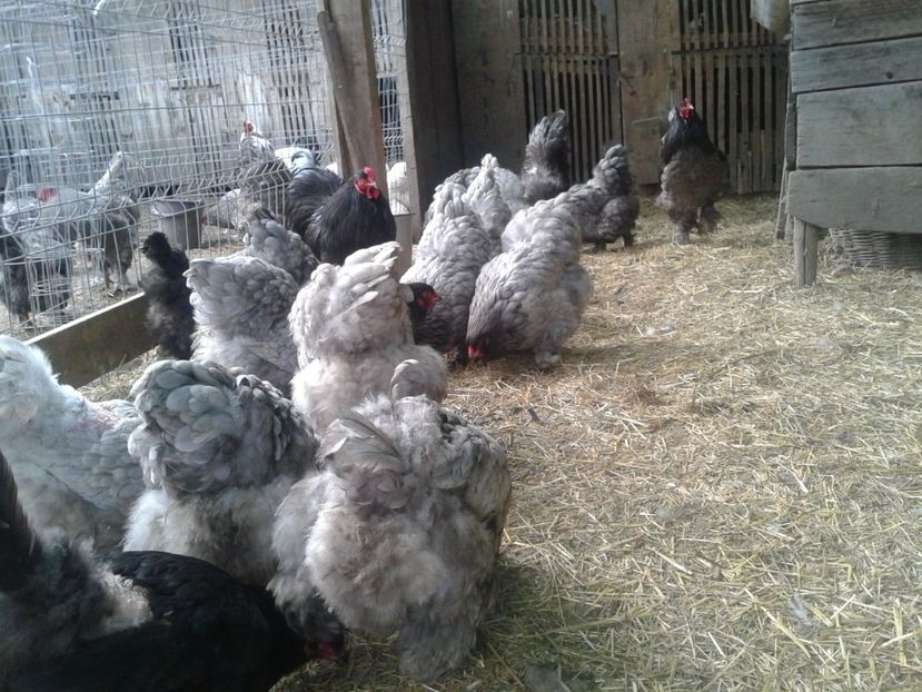 Fénykép0864 - BRAHMA ALBASTRU - KÉK BRAHMA 2021