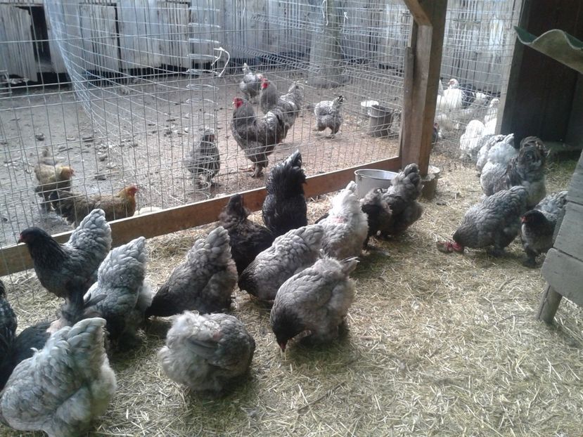 Fénykép0868 - BRAHMA ALBASTRU - KÉK BRAHMA 2021