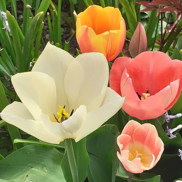  - 002Flori de primăvară 2021