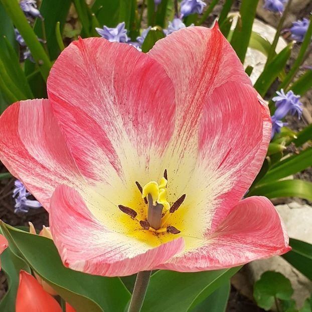  - 002Flori de primăvară 2021