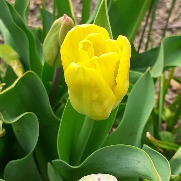  - 002Flori de primăvară 2021