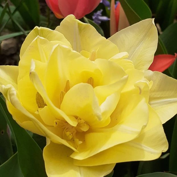  - 002Flori de primăvară 2021