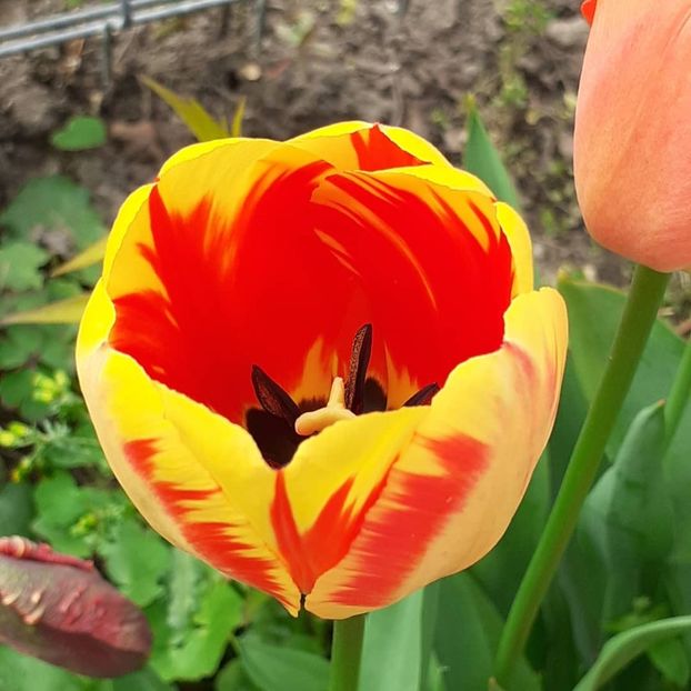  - 002Flori de primăvară 2021