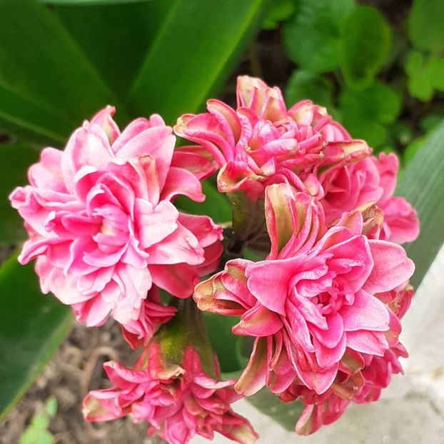  - 002Flori de primăvară 2021