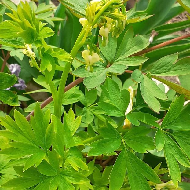  - 002Flori de primăvară 2021