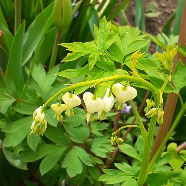  - 002Flori de primăvară 2021