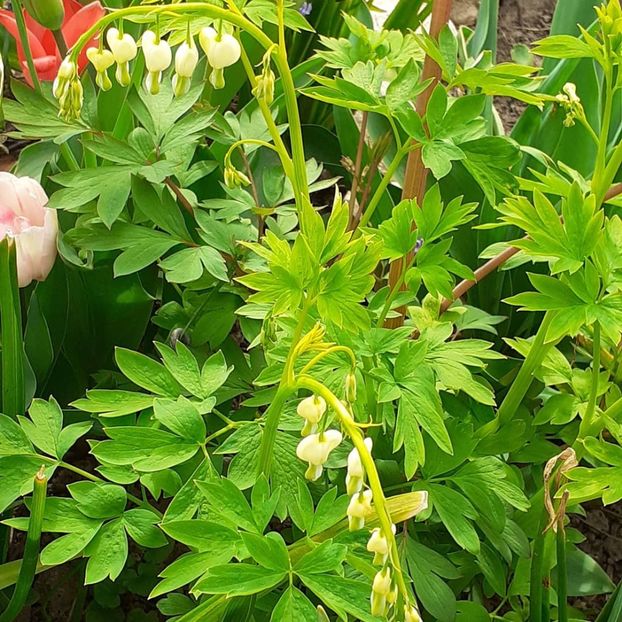  - 002Flori de primăvară 2021