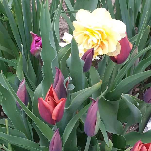  - 002Flori de primăvară 2021