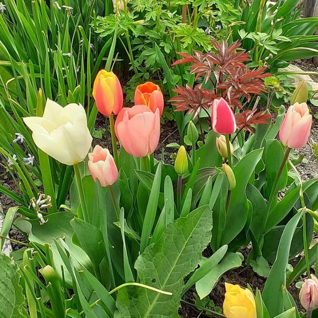  - 002Flori de primăvară 2021