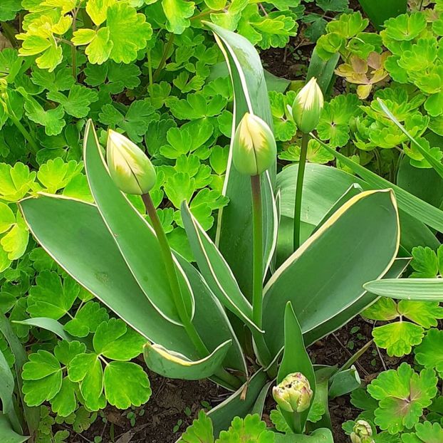  - 002Flori de primăvară 2021