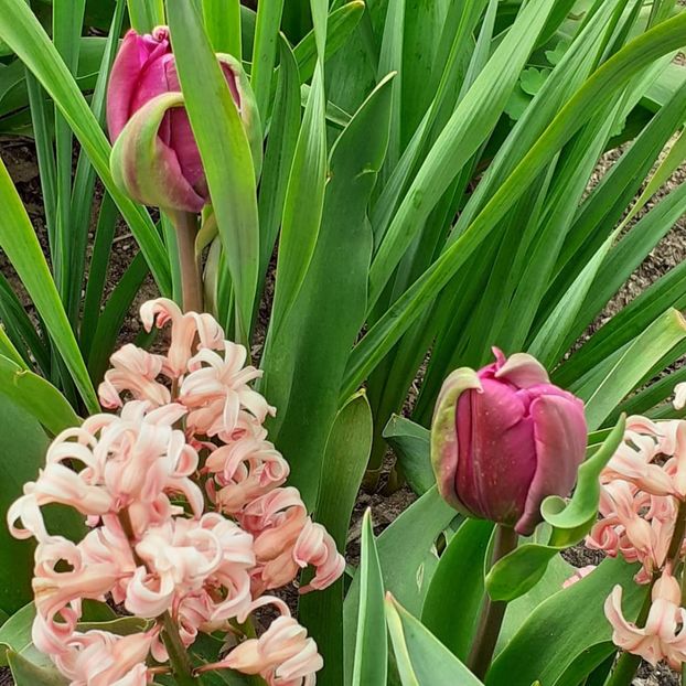  - 002Flori de primăvară 2021