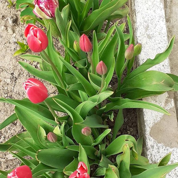  - 002Flori de primăvară 2021