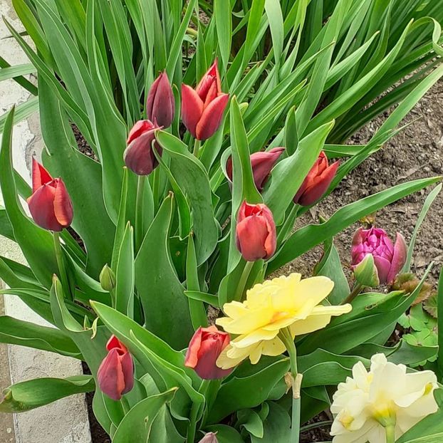  - 002Flori de primăvară 2021