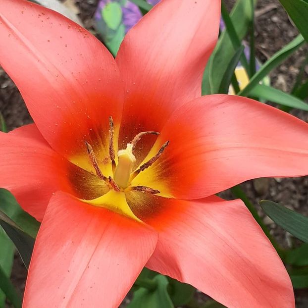  - 002Flori de primăvară 2021