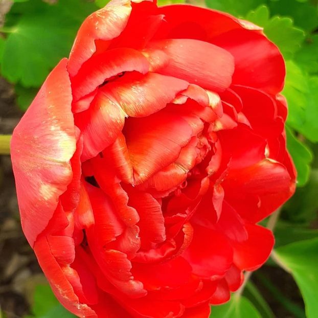  - 002Flori de primăvară 2021