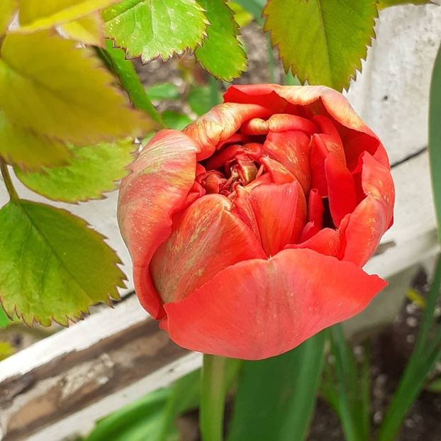  - 002Flori de primăvară 2021