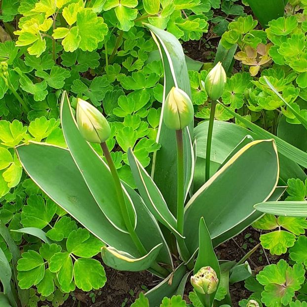  - 002Flori de primăvară 2021