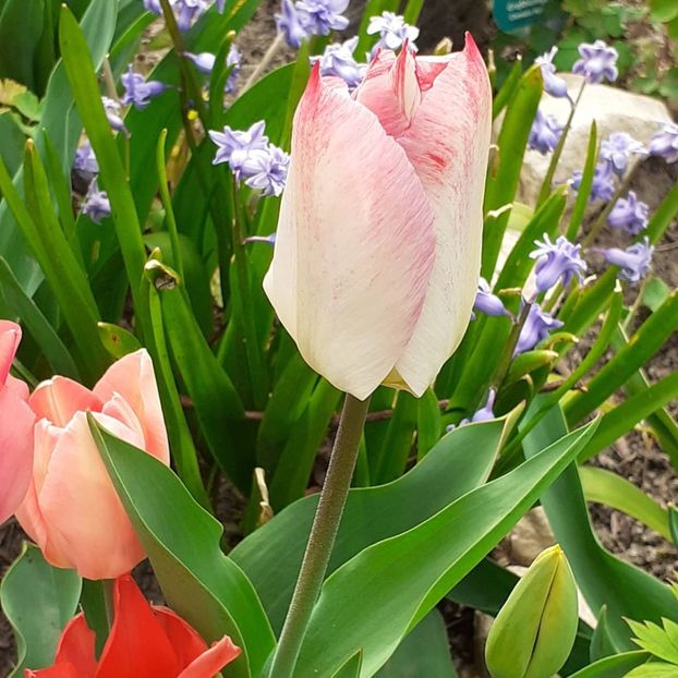  - 002Flori de primăvară 2021