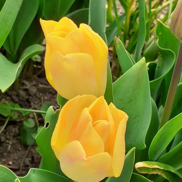  - 002Flori de primăvară 2021