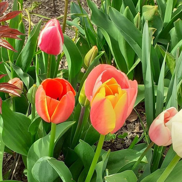  - 002Flori de primăvară 2021