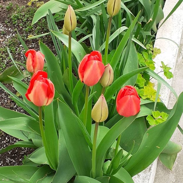  - 002Flori de primăvară 2021