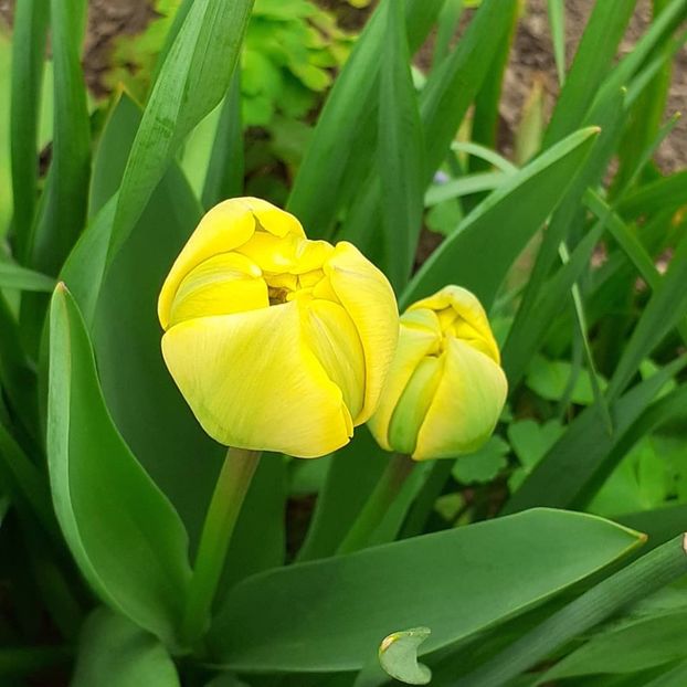  - 002Flori de primăvară 2021