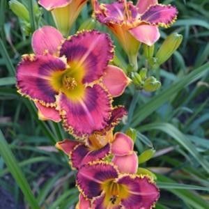 Barracuda Bay - bloomed - Daylily-phlox - 2021