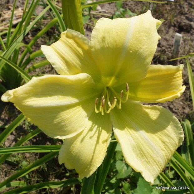 Upytis Dzeltena - done - Daylily-phlox - 2021