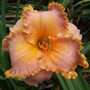 Spacecoast Starburst - done - Daylily-phlox - 2021