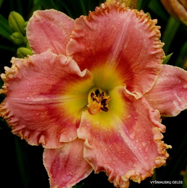 San Luis Regal - done - Daylily-phlox - 2021