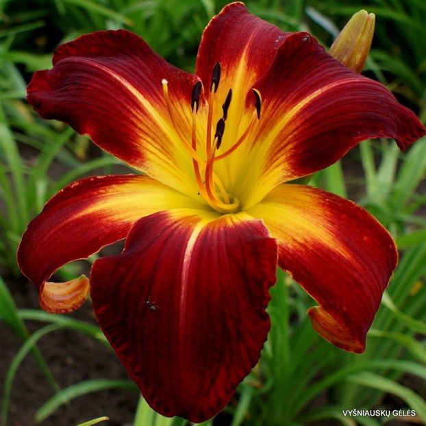 Ruby Spider -done - Daylily-phlox - 2021