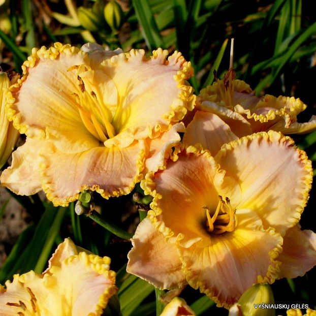 Rose Cup -done - Daylily-phlox - 2021