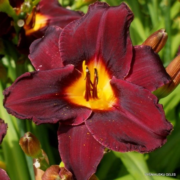Queen of Night - done possibly Tang? - Daylily-phlox - 2021