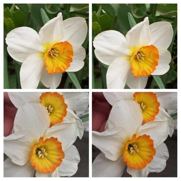 20210418_124451-COLLAGE - Narcise 2021
