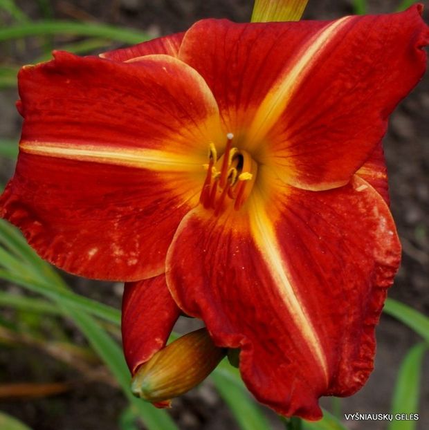 Mis Latvia - done - Daylily-phlox - 2021