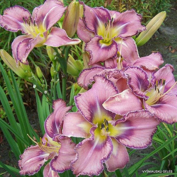 Mildred Mitchell - Daylily-phlox - 2021