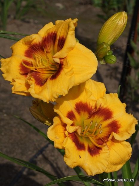 Jedi Tequila Sunrise - Daylily-phlox - 2021