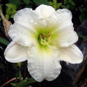 Gentle Shepherd -done - Daylily-phlox - 2021