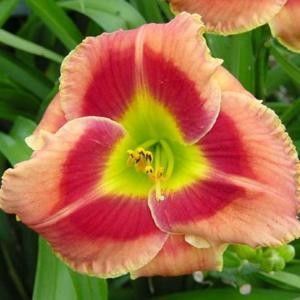 Fire and Fog - Daylily-phlox - 2021