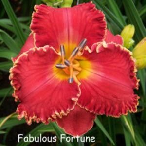 Fabulous Fortune - done - Daylily-phlox - 2021