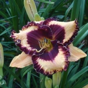 Eye on America - done - Daylily-phlox - 2021