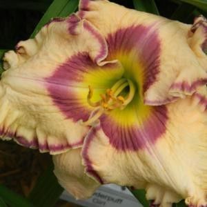 Doug Warner - done - Daylily-phlox - 2021