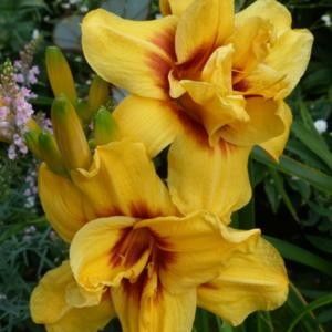 Double Bold One - done - Daylily-phlox - 2021