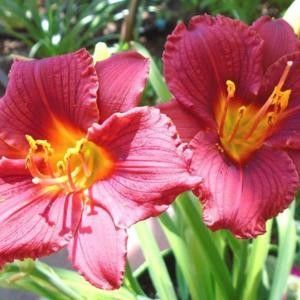 Cranberry Baby - lost - Daylily-phlox - 2021