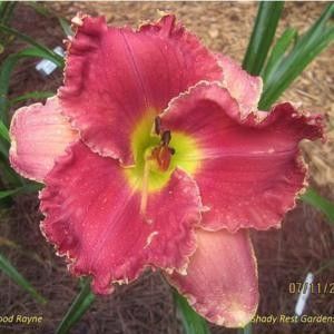 Bloodrayne - done - Daylily-phlox - 2021