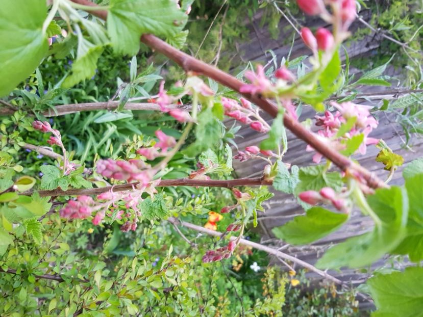  - Arbuști 2021-2023