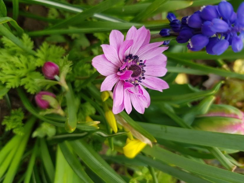  - Anemone