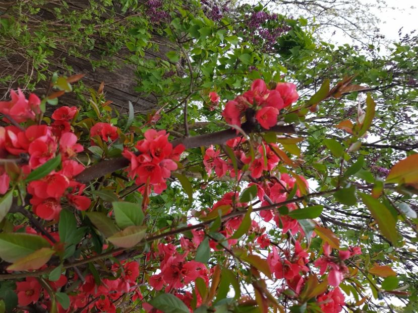  - Arbuști 2021-2023